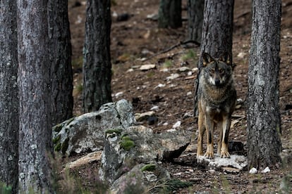 Un lobo en estado de semilibertad en el Centro del lobo ibérico de Castilla y León Félix Rodríguez de la Fuente en Robledo, Puebla de Sanabria.