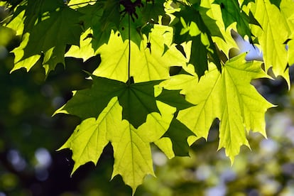 Las hojas de las plantas caducas suelen tener los tejidos más tiernos que los de las plantas con hojas perennes. 
