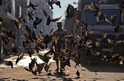 Una bandada de palomas en una calle en Colombo, Sri Lanka.