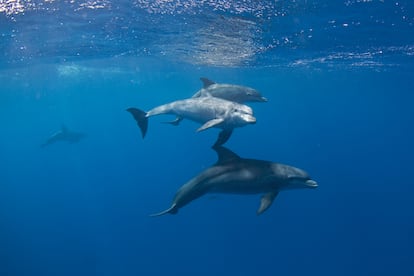 Los delfines mulares son comunes en las costas del país.