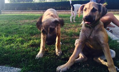 &#39;Chapa&#39; y &#39;Pote&#39; en un parque de Madrid.