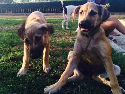 'Chapa' y 'Pote' en un parque de Madrid.