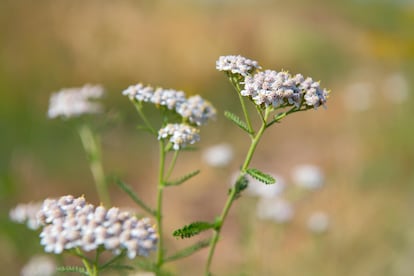 Las milenrama brotan estos días con nuevas hojas aunque quede un tiempo para disfrutar de sus flores.