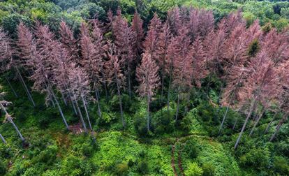 Bosque afectado por la sequía en Menden (Alemania), este lunes.