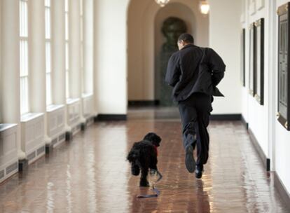 El presidente de Estados Unidos, Barack Obama, corre por los pasillos de la Casa Blanca con el perro de aguas portugués de la familia, llamado Bo.