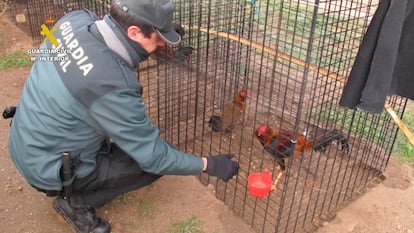 Jaula con gallos localizados por la Guardia Civil en el criadero ilegal de Tudela, en Valladolid.