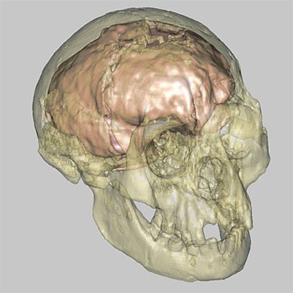Reproducción virtual del cráneo de la especie hallada en la isla de Flores (Indonesia), que data de hace 18.000 años.