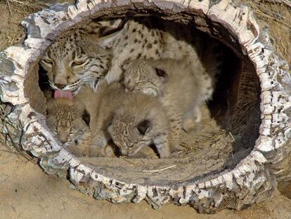 Un lince con sus crías
