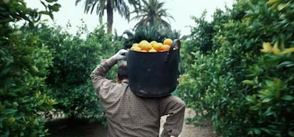 Un recolector carga un cesto lleno de naranjas en Algemes&iacute;, comarca de la Ribera Alta.