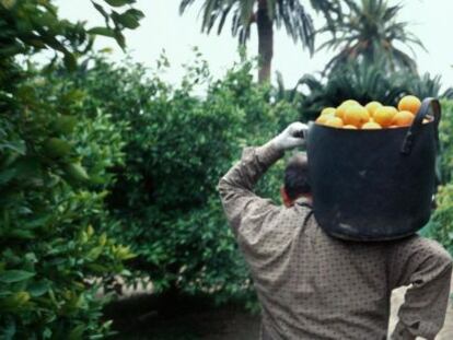 Un recolector carga un cesto lleno de naranjas en Algemes&iacute;, comarca de la Ribera Alta.