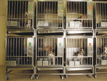Perros enjaulados en un laboratorio. 