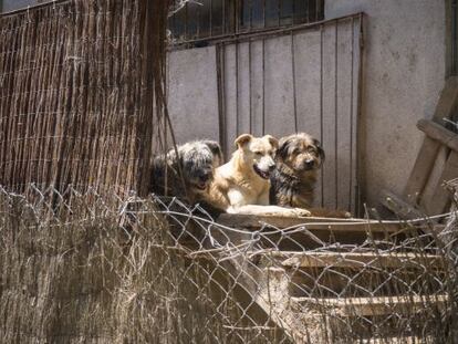 La convivencia con los animales