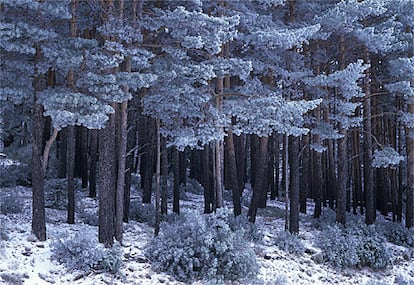 El pino silvestre es el más abundante en nuestro país; cuenta nada menos que con 623 millones de ejemplares, el segundo árbol más numeroso después de la encina. En la foto, invierno en un bosque de pino silvestre en el parque natural del Moncayo (Zaragoza).