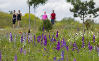 Pradera de flores y hierbas en el Parque Felipe VI, el pasado 28 de mayo.