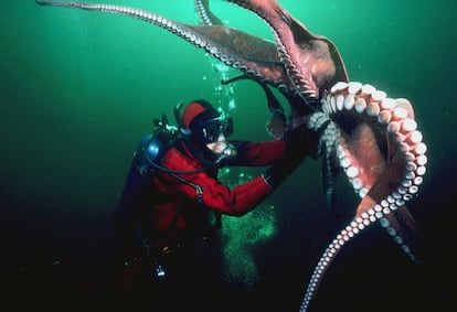 Un pulpo gigante del Pacífico confraternizando con un buceador.