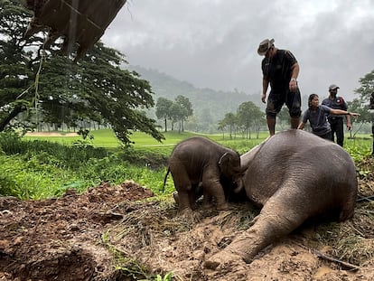 Rescue workers perform CPR for a mother elephant after it fell into a manhole in Khao Yai National Park, Nakhon Nayok province, Thailand, July 13, 2022. REUTERS/Taanruuamchon