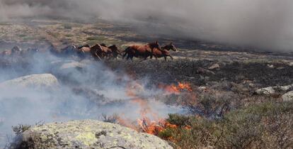 Caballos que pastaban en el monte cuando se inició el incendio en La Granja.