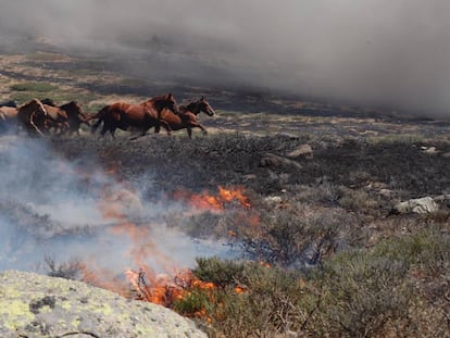 Caballos que pastaban en el monte cuando se inició el incendio en La Granja.