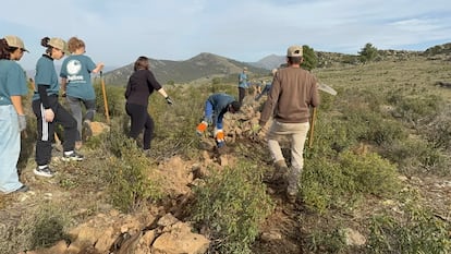 Proyecto de reforestación del Valle de los Sueños, en Robledillo de la Jara, en la Sierra Norte de Madrid.