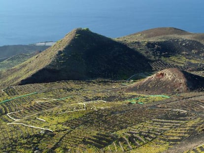 Paisaje de vides criadas en las laderas del volcán Teneguía, en Fuencaliente, en la isla de La Palma.