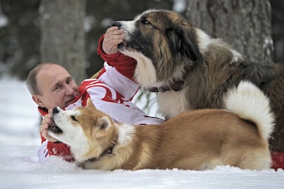 El presidente ruso, Vladímir Putin, juega con sus perros Buffi (dcha) y Yume en su residencia campestre de Novo-Ogariovo, a las afueras de Moscú (Rusia). Buffi, un perro pastor búlgaro, fue un regalo de su homólogo búlgaro Boyko Borisov.