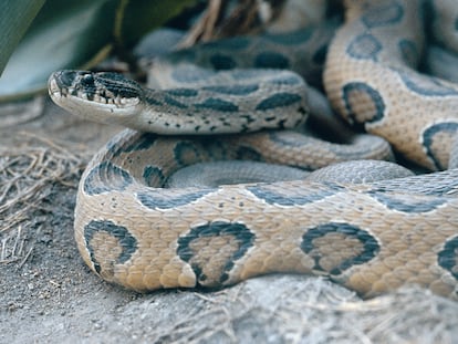 Un krait común, serpiente venenosa de la familia 'Elapidae'.