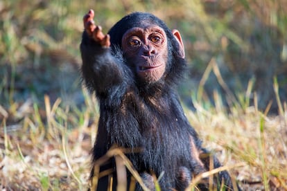 Imagen de Jake, uno de los bebés chimpancé estudiados en la investigación, haciendo un gesto a otro chimpancé