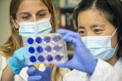 Las investigadoras Melisa Bello y Li Wang analizan resultados en placas de muestras de unidades infectivas de cultivos de Sars Cov-2 en el Laboratorio de Seguridad Biológica de nivel 1.