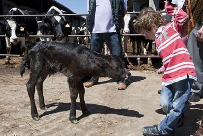 Got, el primer toro de lidia clonado, de la ganadería de Guardiola, fue presentado ayer en Melgar de Yuso, en Palencia