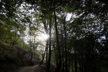 Bosc a la zona de Viladrau.