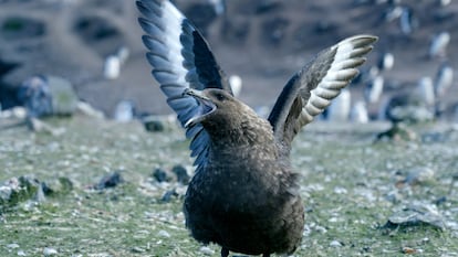 The skua is one of the species hardest hit by avian influenza in Antarctica.