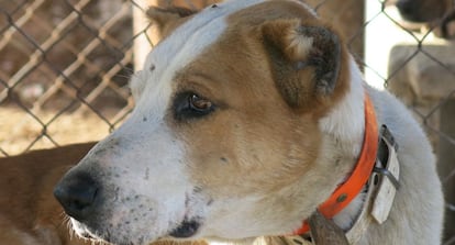 A hunting dog with mutilated ears.