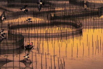 Un pescador en uno de los humedales del condado de Xiapu, al sudeste de China.