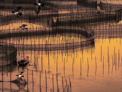 Un pescador en uno de los humedales del condado de Xiapu, al sudeste de China.