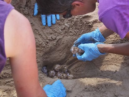 Los técnicos manipulan los huevos depositados por la tortuga marina en la playa de Tarragona.