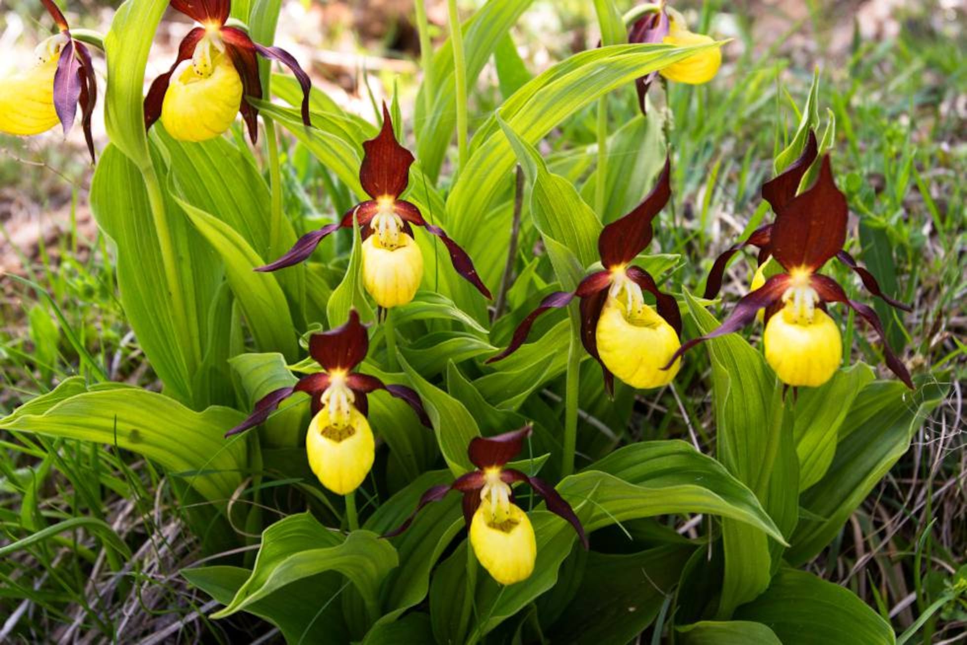 Las ocho flores más bellas del Pirineo y dónde encontrarlas | El Viajero |  EL PAÍS, image size:1960x1308