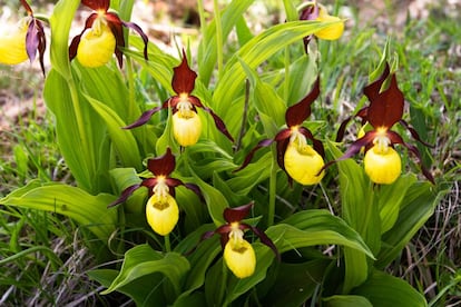 La emblemática orquídea Zapatito de dama (‘Cypripedium calceolus’), que solo se puede encontrar, y con dificultad, en el Pirineo aragonés y catalán.