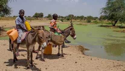 Dos ni&ntilde;os dan de beber a sus burros en una charca sucia en Diffa, N&iacute;ger. 