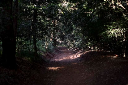 Uno de los rinconces del Karura Forest.