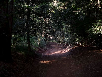 Uno de los rinconces del Karura Forest.