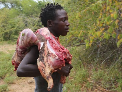 Caçador hadza volta ao acampamento com o porco-espinho que caçou no ombro