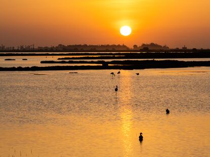 Una de las tentaciones que se asoman al recorrido de casi 1.300 kilómetros de la N-340: el avistamiento de aves en el Delta del Ebro.