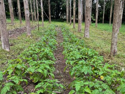 Plantación de patatas bajo los eucaliptos de la finca experimental de A Laracha (A Coruña), en una imagen cedida por la Cátedra Hijos de Rivera.