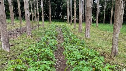 Plantación de patatas bajo los eucaliptos de la finca experimental de A Laracha (A Coruña), en una imagen cedida por la Cátedra Hijos de Rivera.