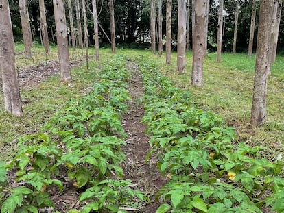 Plantación de patatas bajo los eucaliptos de la finca experimental de A Laracha (A Coruña), en una imagen cedida por la Cátedra Hijos de Rivera.