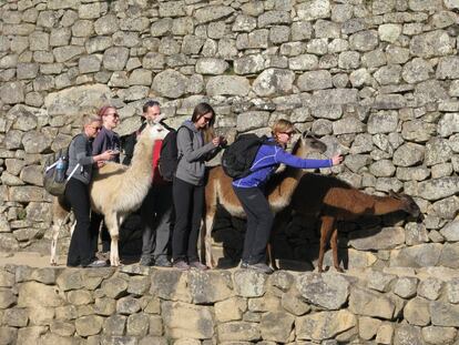 Visitantes se fotografían con llamas en una terraza del Machu Pichu (Perú), el 1 de junio de 2016.