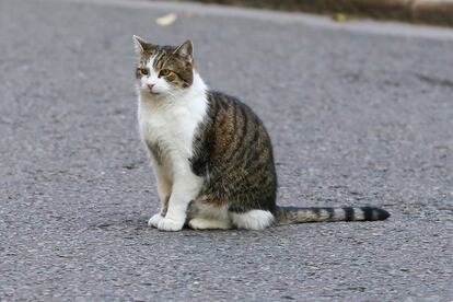 Después del primer ministro, 'Larry' es el inquilino más famoso del número 10 de Downing Street. Tras la dimisión de David Cameron en 2016, su destino fue algo incierto hasta que una portavoz de la oficina del Gabinete británico dijo: "Es un funcionario público y no pertenece a la familia Cameron, así que se quedará donde está".