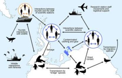 Gráfico sobre las relaciones entre fauna y humanos en la Antártida.