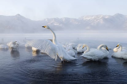Un grupo de cisnes, en el lago Kussharo, en Japón.