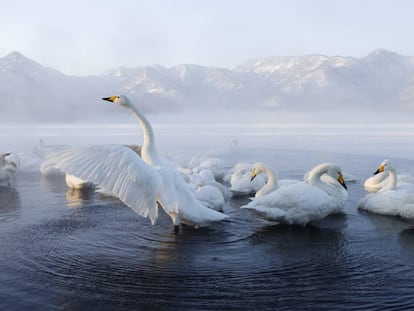 Un grupo de cisnes, en el lago Kussharo, en Japón.